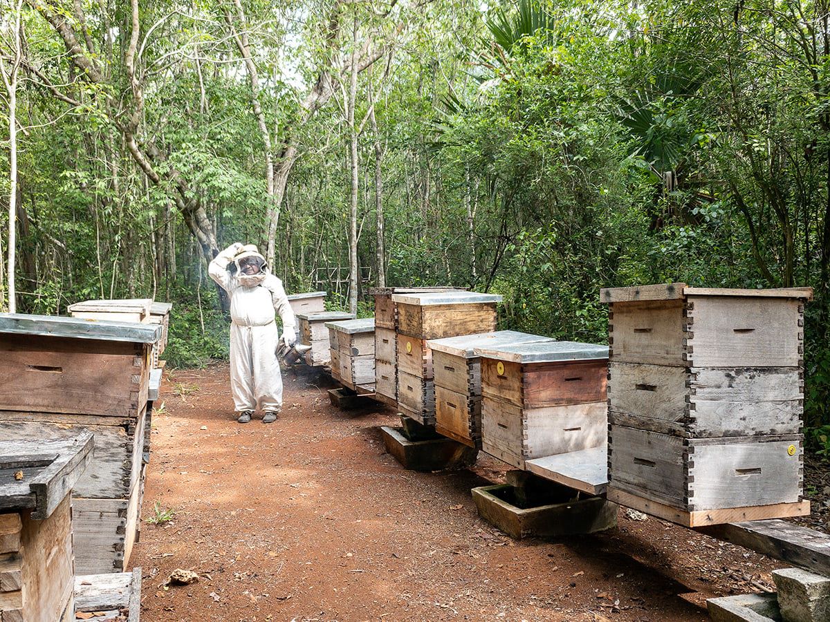 Supporting the Maya Beekeepers
