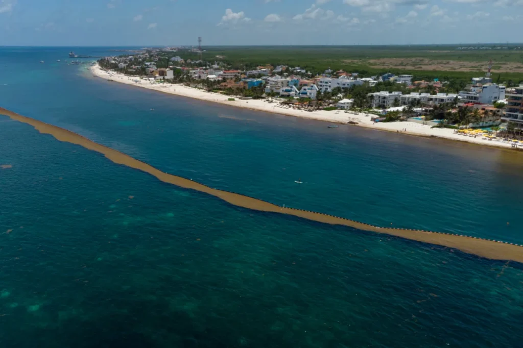 Aerial view of Sargassum barrier along the coast of Puerto Morelos, Mexico.