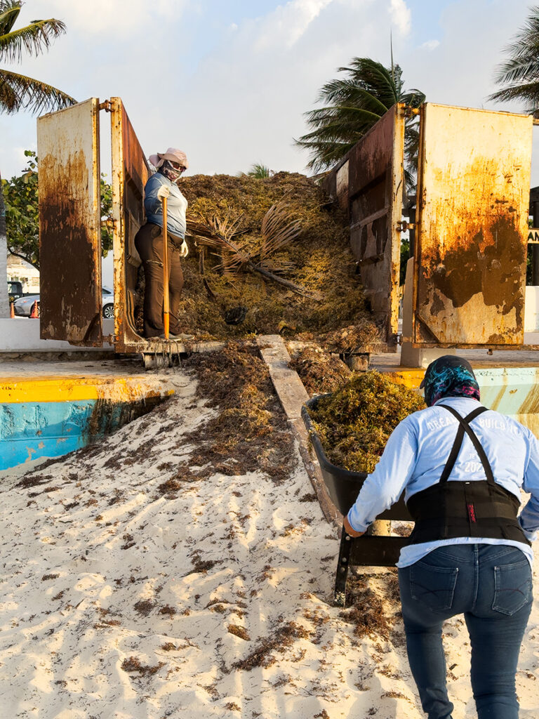 A sargassum removal person with a wheelbarrow hauling sargassum into a collection container.