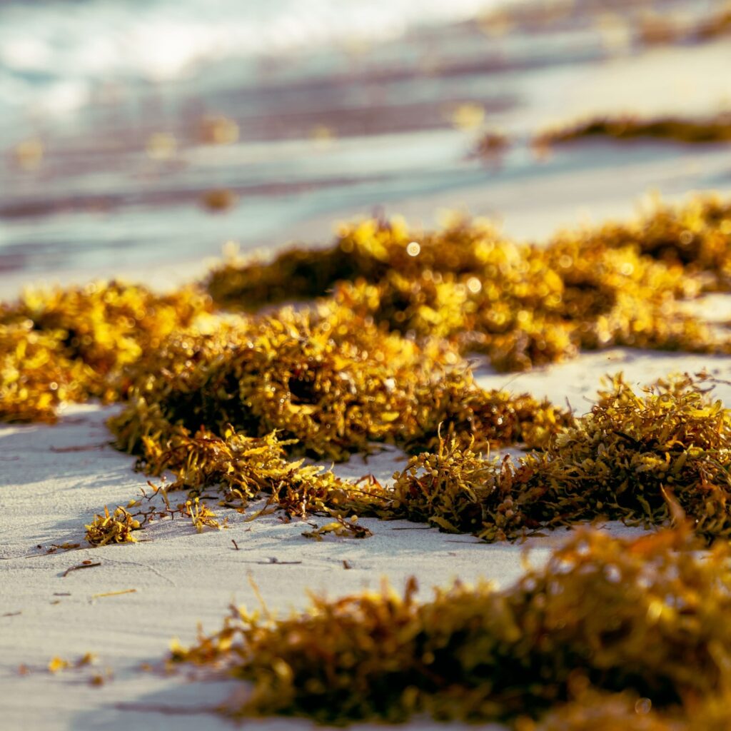 Close up of Sargassum on the beach of Puerto Morelos, Mexico.