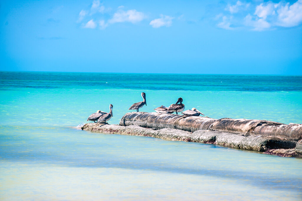 A group of pelicans resting on a rock formation in the clear, turquoise waters under a bright blue sky. The scene captures the calm and beauty of coastal wildlife.