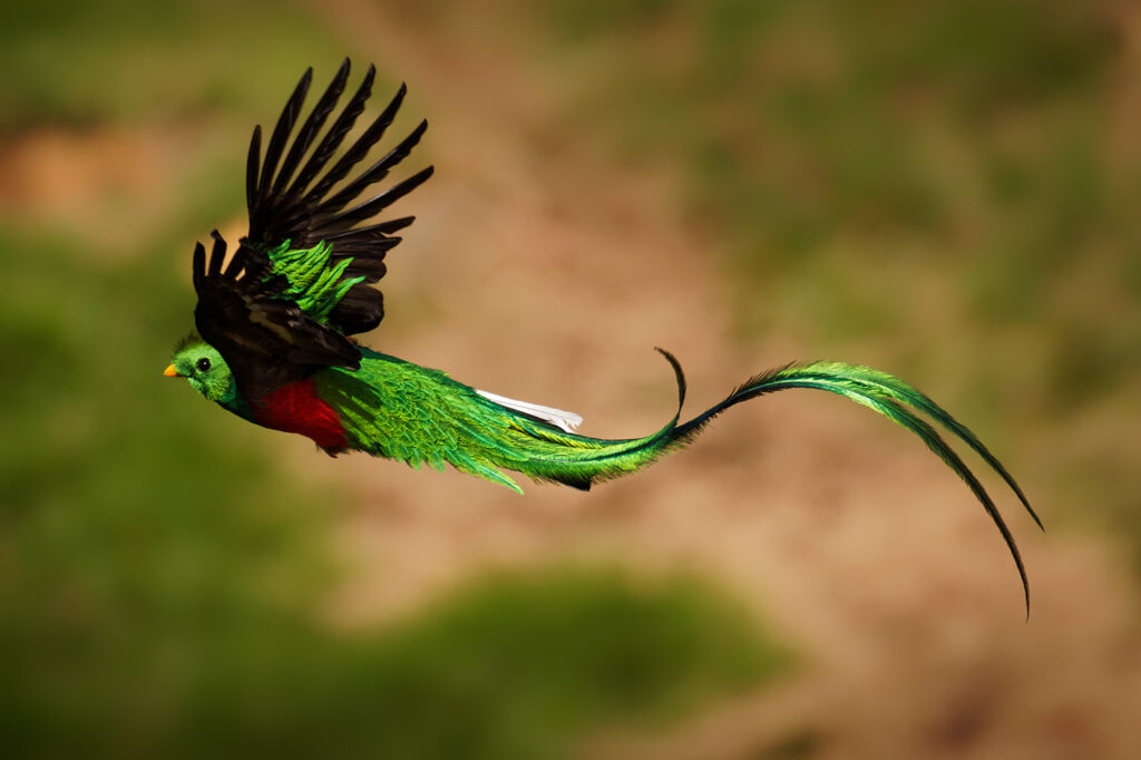 A vibrant quetzal bird in flight, displaying its striking green and red feathers. The bird's long, flowing tail and wings are spread, with a blurred natural background of green and brown, highlighting the bird's bright colors and graceful movement.