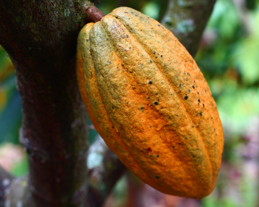 Ripe cacao pod hanging from a tree