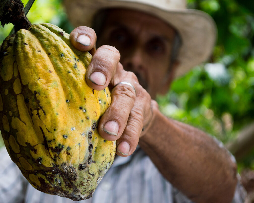 Close-up of a mature cacao pod with a golden-orange hue, clinging to the trunk of a cacao tree. This pod contains the precious seeds—cacao beans—that were once revered by the Maya and Aztecs and remain the foundation of all chocolate today.