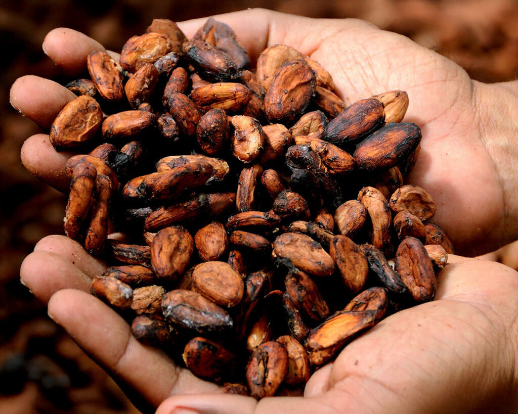 Hands holding a large handful of roasted cacao beans