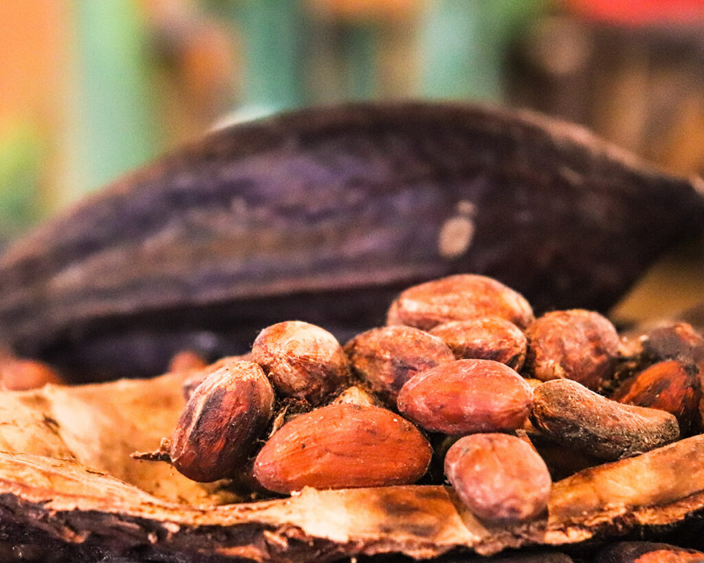 Raw cacao beans resting on a dried cacao pod shell