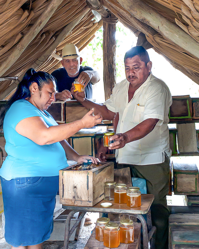 Maya beekeepers filling jars with Melipona honey in a traditional hut