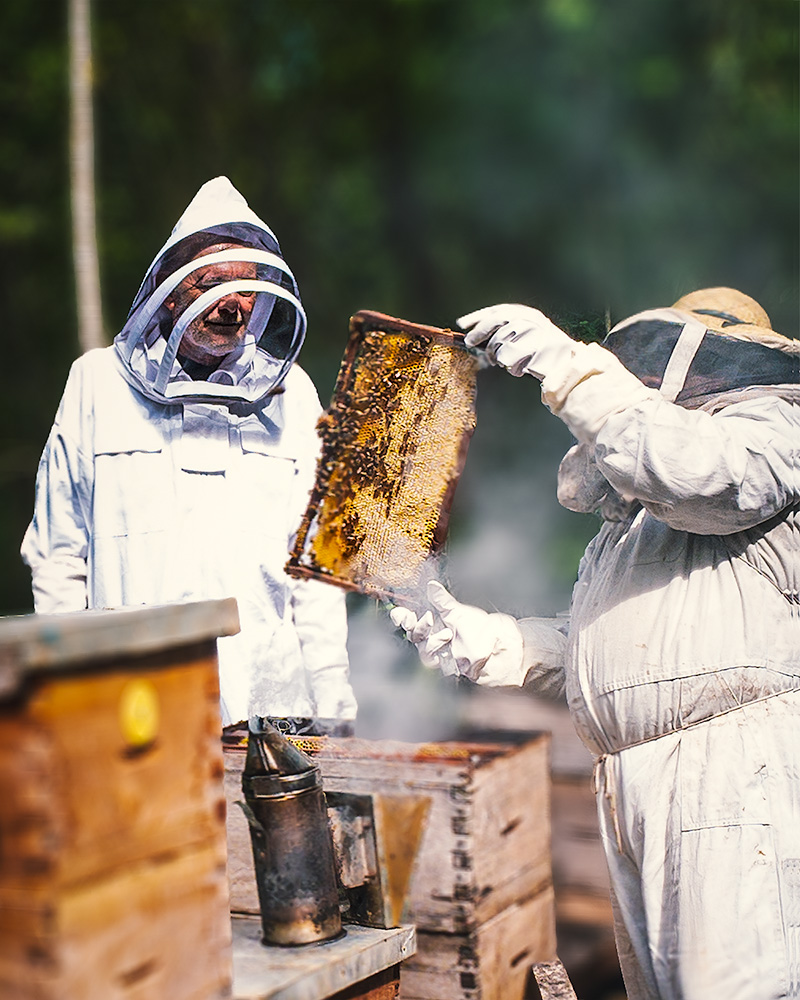 Two beekeepers in protective suits inspecting a honeycomb frame