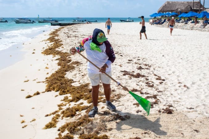 Worker removes sargassum seaweed from a beach in Puerto Morelos, Mexico.