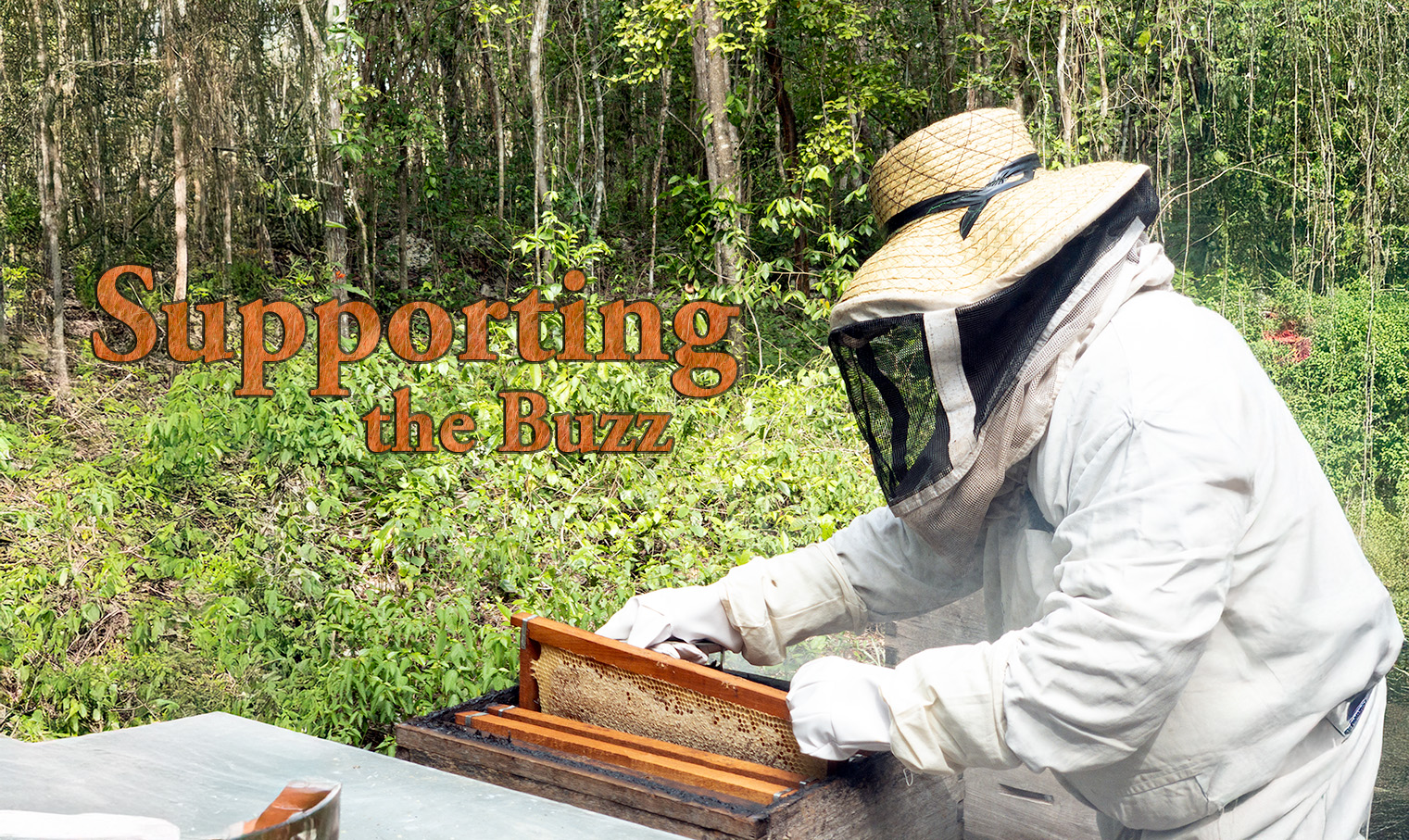 Supporting the Buzz in the Maya Hinterland