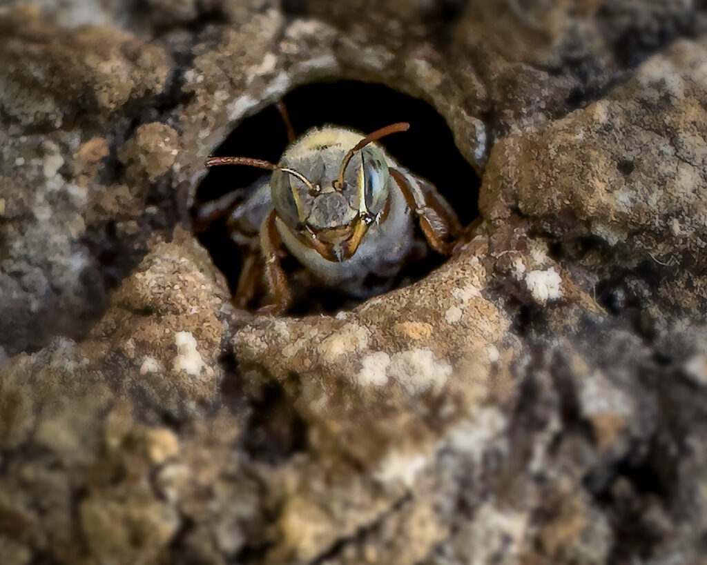 Close-up of a Melipona bee emerging from a tree trunk