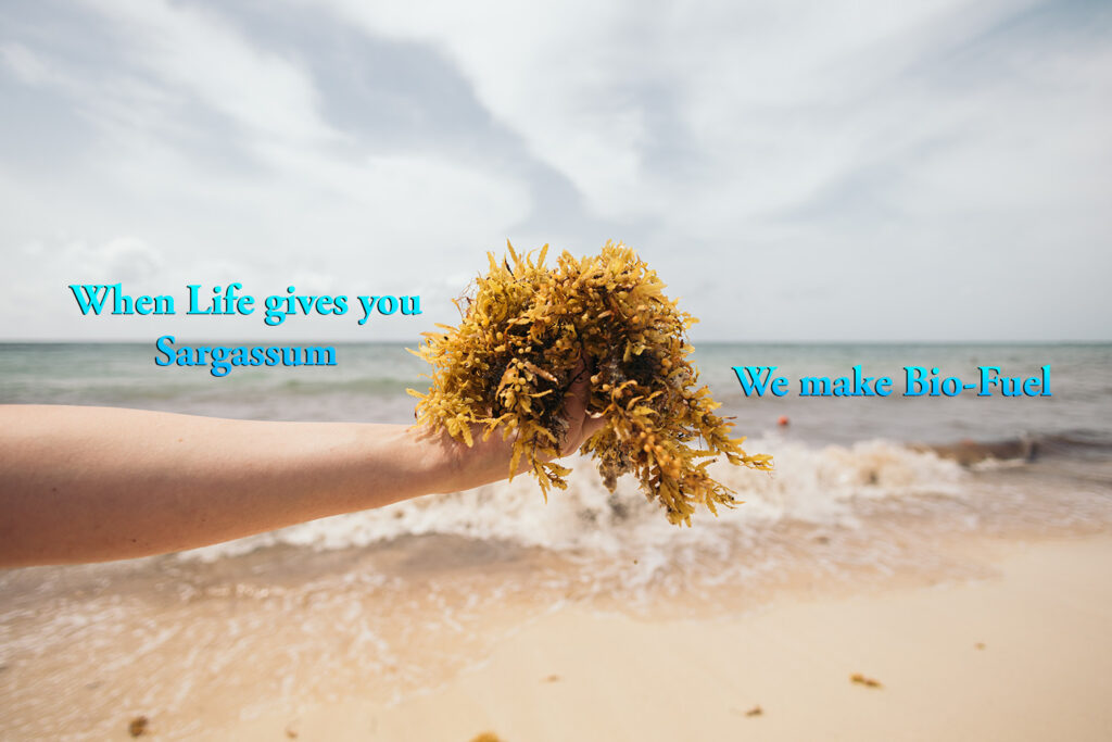 A hand holds up fresh sargassum seaweed on a beach in Puerto Morelos, symbolizing turning challenges into biofuel solutions.