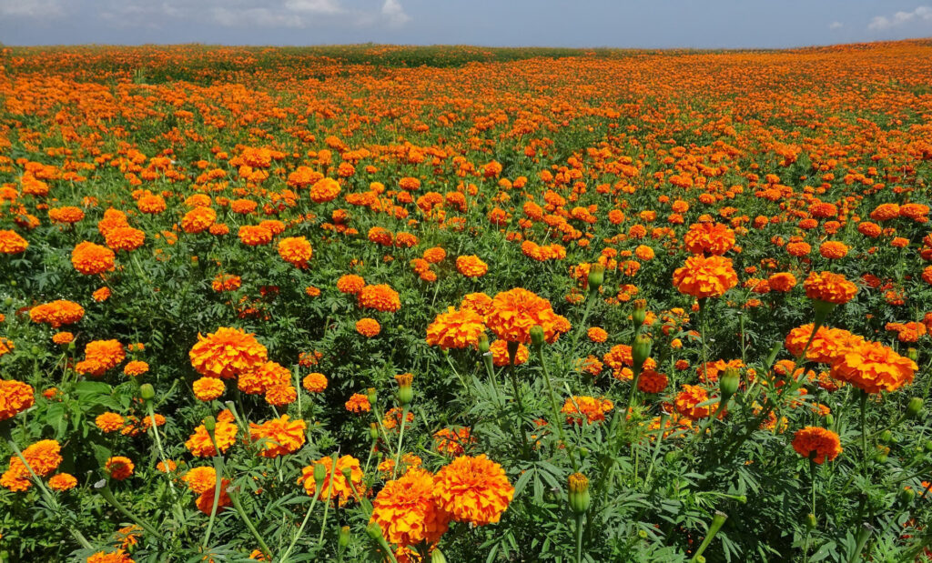 Vast field of blooming orange cempasúchil flowers under a blue sky.