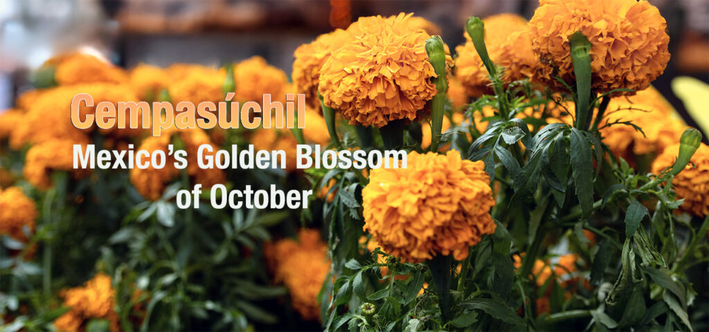 Mexico’s Golden Blossom of October