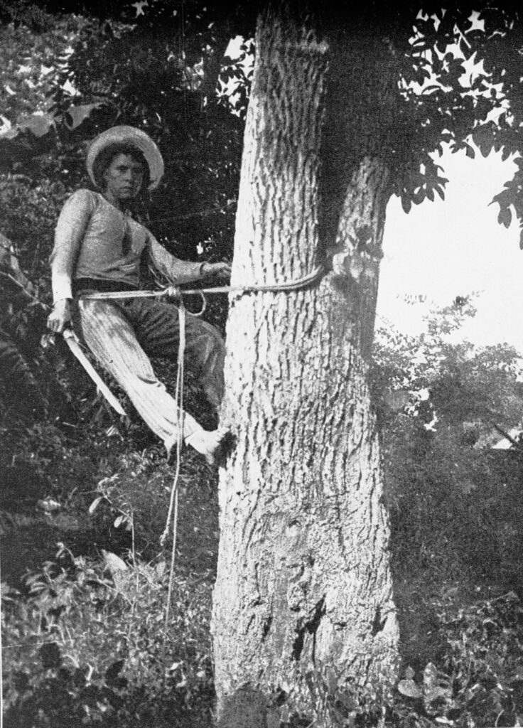 Black-and-white photo of a chiclero tapping a chicozapote tree with a machete to collect chicle sap.