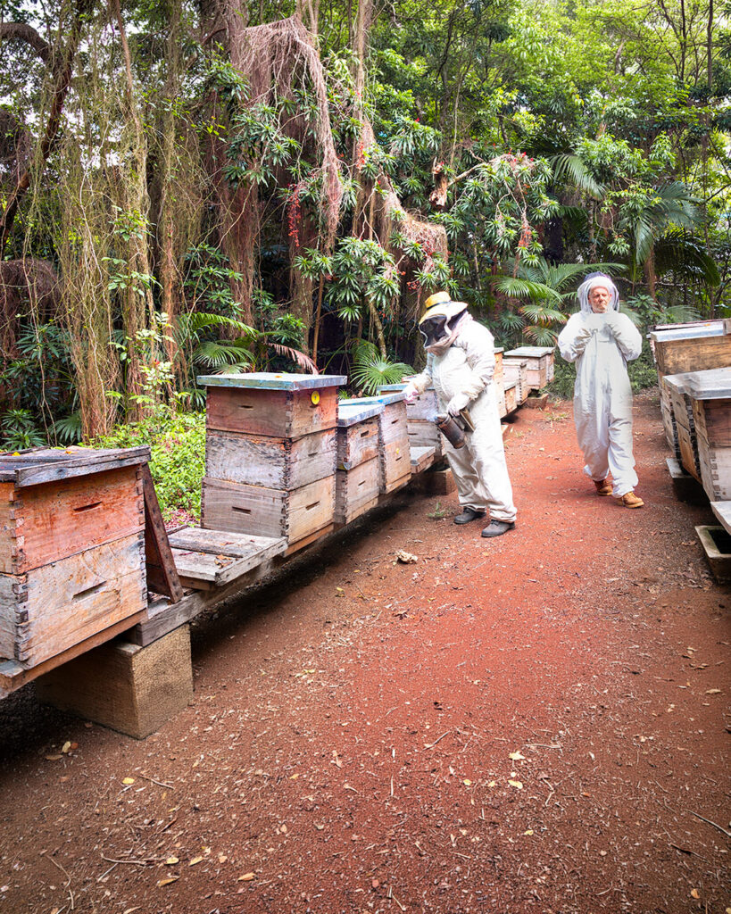 Beekeepers in protective suits working among Apis hives in the jungle.