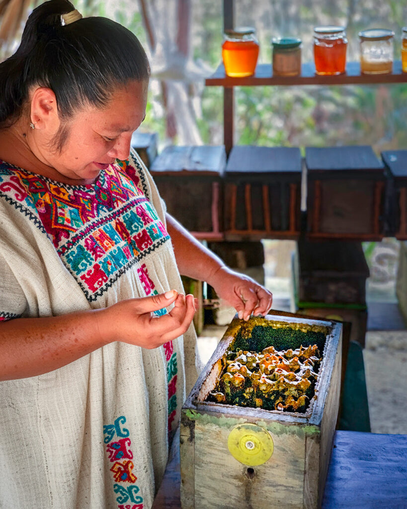 Doña Martina working with Melipona bees inside a traditional Maya bee house.
