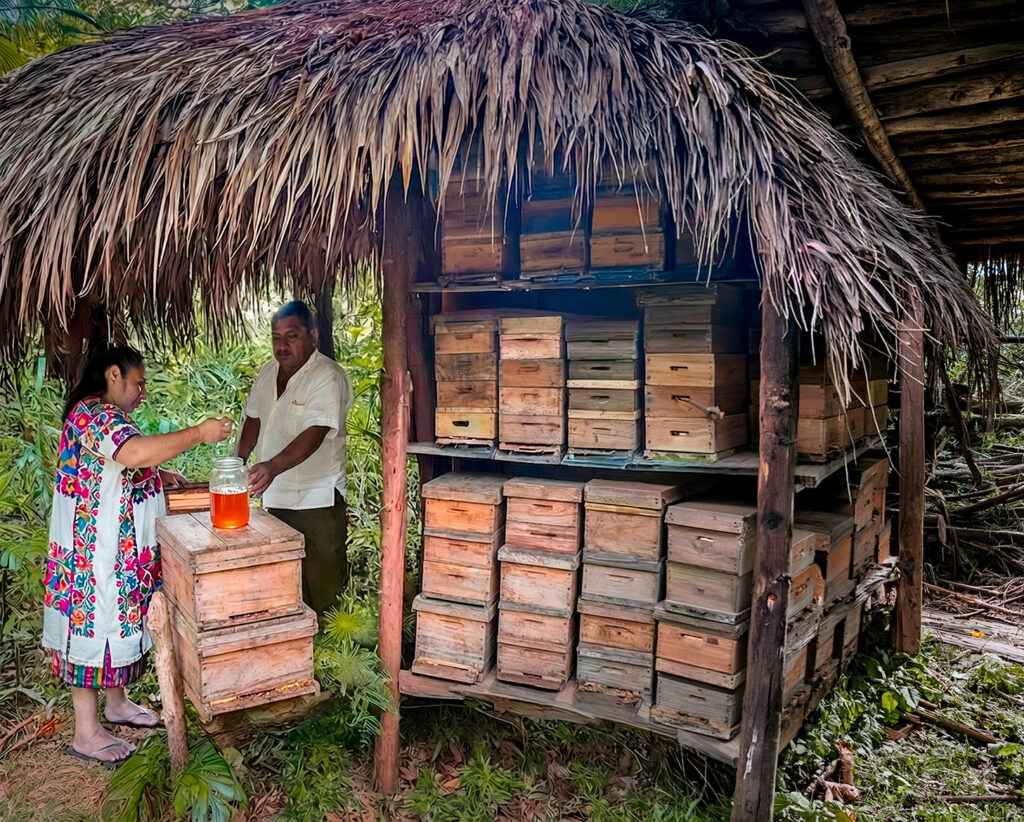 Maya beekeepers beside traditional jungle bee hives in a palm-roof hut.