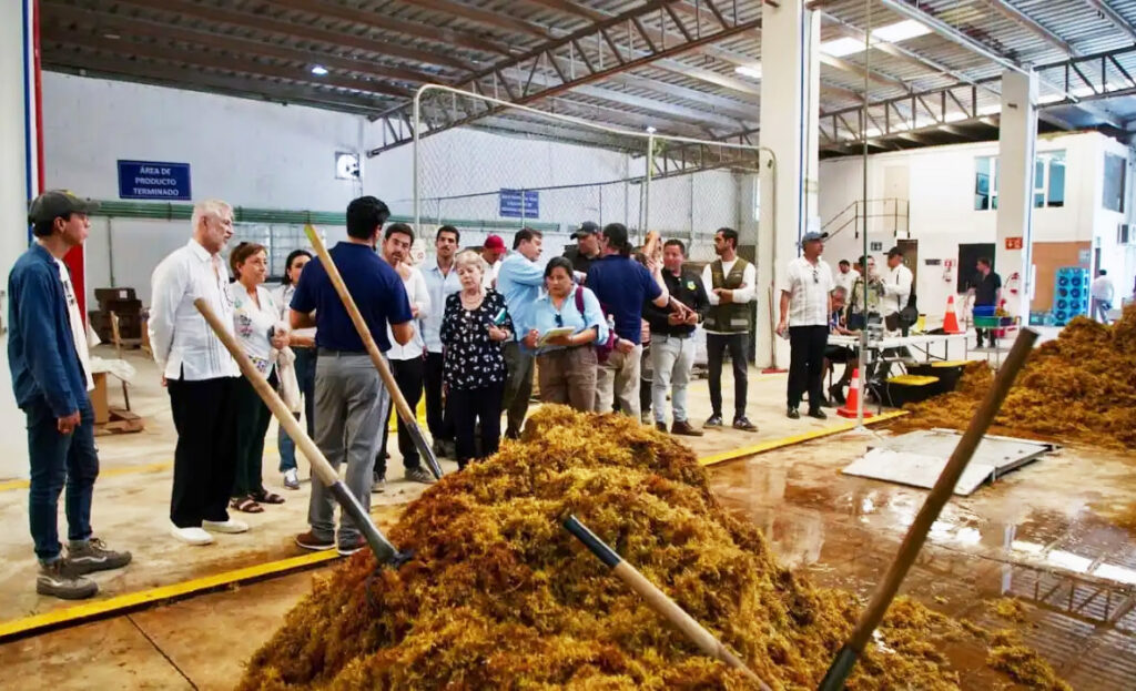 Workers processing collected sargasso for reuse at a facility in Puerto Morelos.
