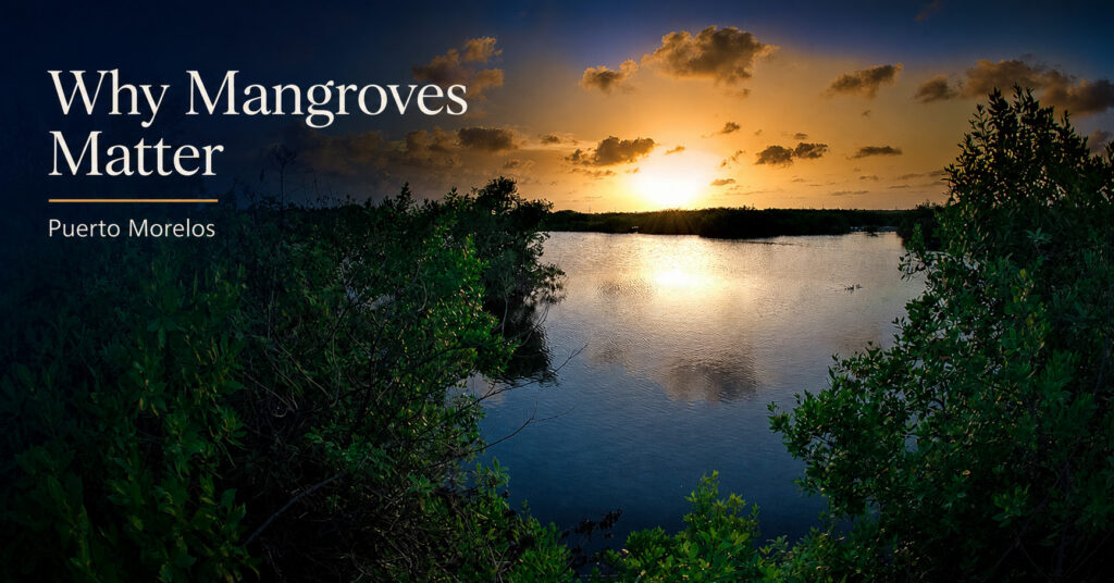 Why Mangroves Matter — sunset over the mangrove wetlands of Puerto Morelos.