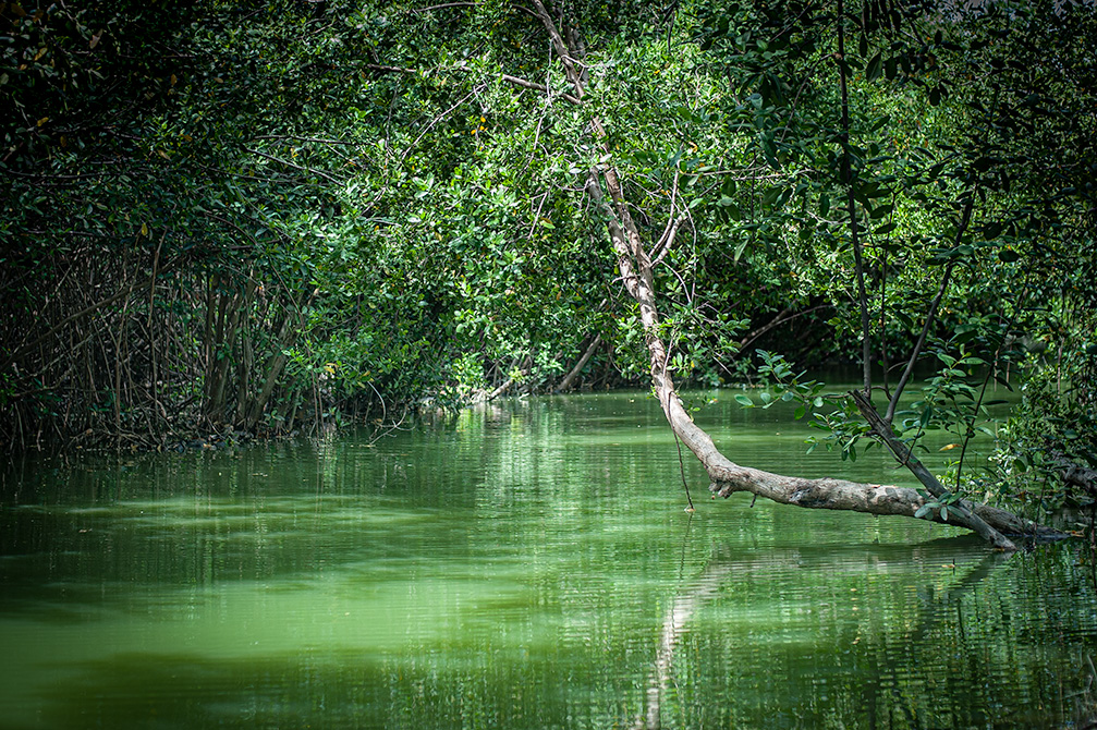 Mangrove-lined waterway surrounded by dense tropical vegetation in Puerto Morelos.
