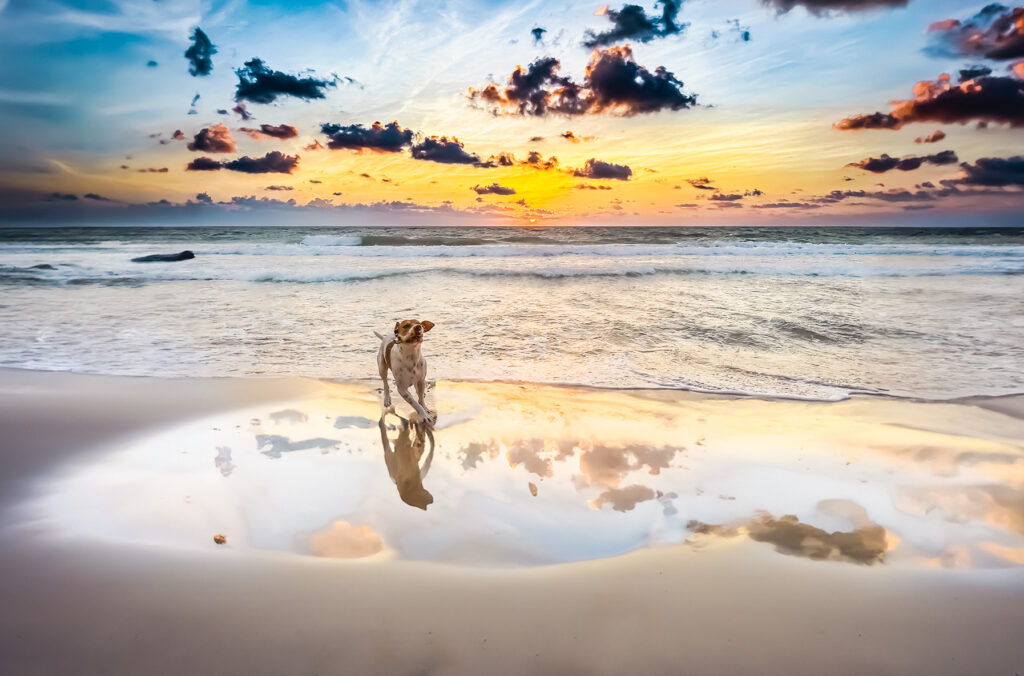 Dog running along the beach in Puerto Morelos at sunrise.