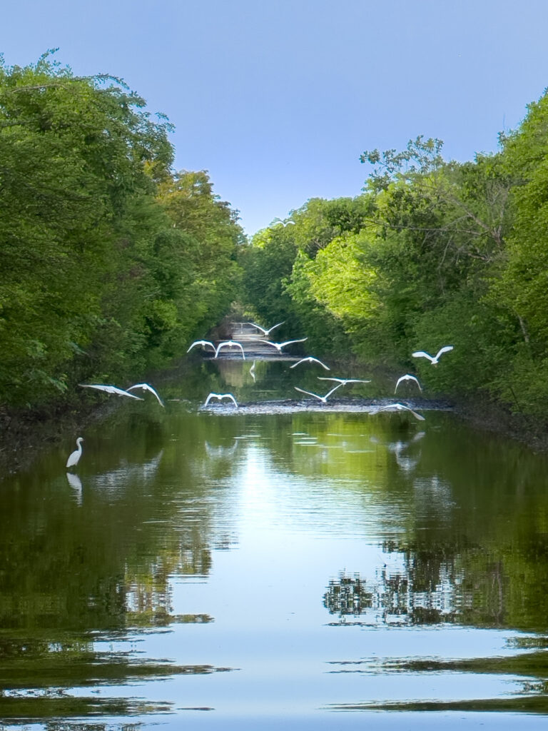 White birds flying above calm water surrounded by green jungle near Puerto Morelos